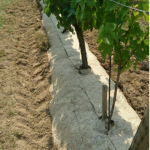 Paillage en chanvre pour les vignes