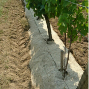 Paillage en chanvre pour les vignes
